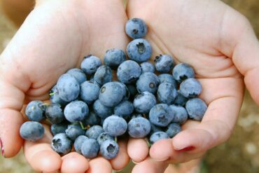 Blueberry Picking Places in Toowoomba