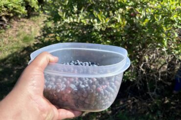 Blueberry Picking Places in Townsville