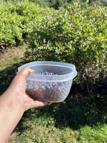 Blueberry Picking Places in Townsville