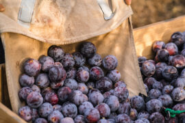 Blueberry Picking Places in Wollongong