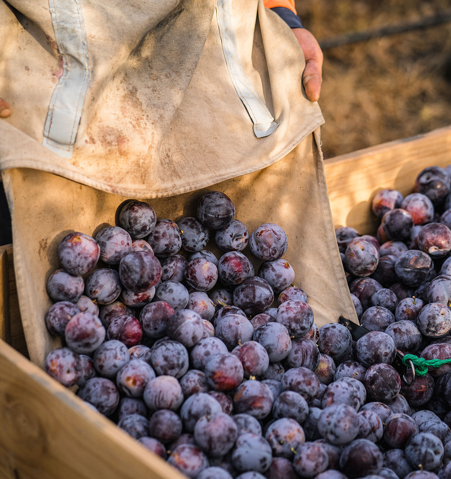 Blueberry Picking Places in Wollongong