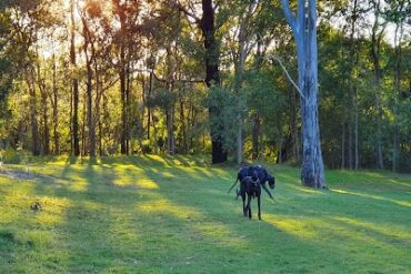 Boonooroo Park (Central) Carrara