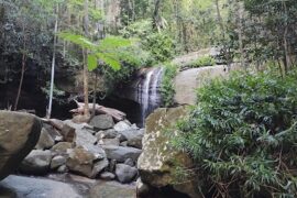 Buderim Forest Park Buderim