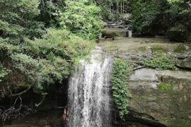 Buderim Rainforest Buderim