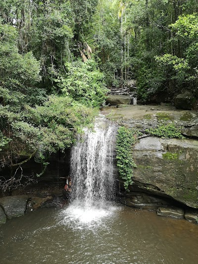 Buderim Rainforest Buderim