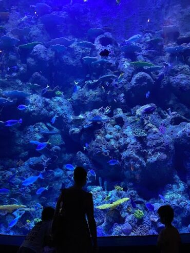 Cairns Aquarium Cairns City