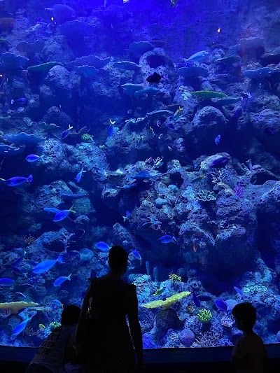 Cairns Aquarium Cairns City