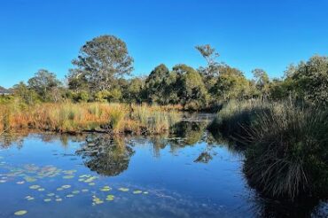 Coombabah Lakelands Conservation Area (Arundel section) Arundel