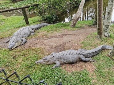 David Fleay Wildlife Park Burleigh Heads