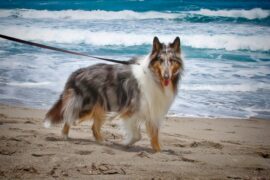 Dog Friendly Beaches in Adelaide