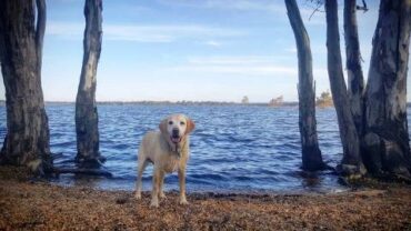 Dog Friendly Beaches in Bendigo