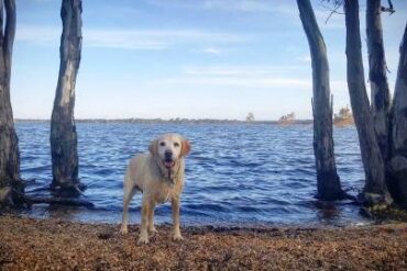 Dog Friendly Beaches in Bendigo