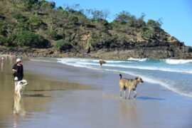 Dog Friendly Beaches in Brisbane