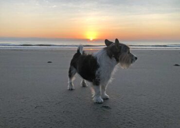 Dog Friendly Beaches in Cairns