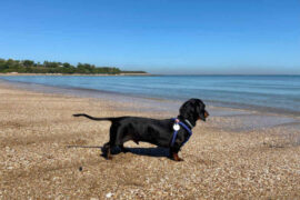 Dog Friendly Beaches in Darwin