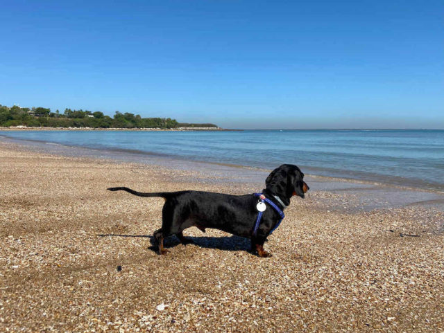 Dog Friendly Beaches in Darwin