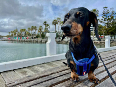 Dog Friendly Beaches in Geelong