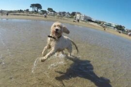 Dog Friendly Beaches in Melbourne