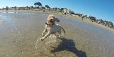 Dog Friendly Beaches in Melbourne