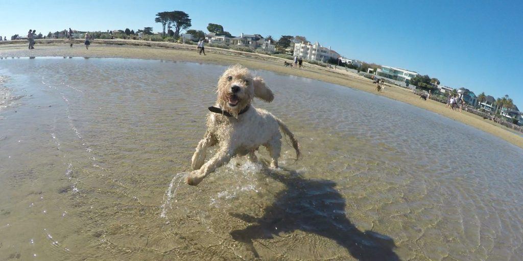 Dog Friendly Beaches in Melbourne