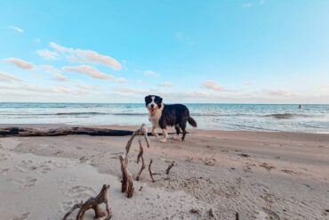 Dog Friendly Beaches in Sunshine Coast