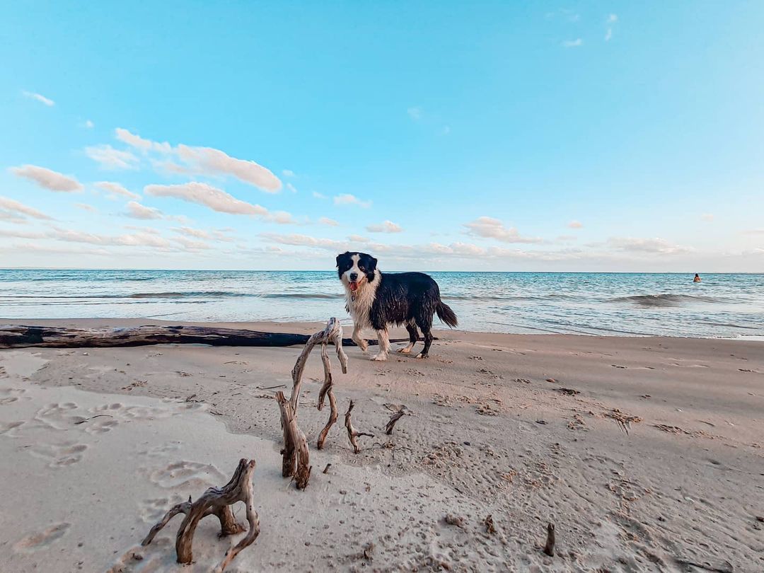 Dog Friendly Beaches in Sunshine Coast