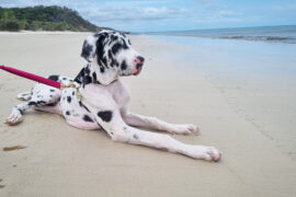 Dog Friendly Beaches in Toowoomba