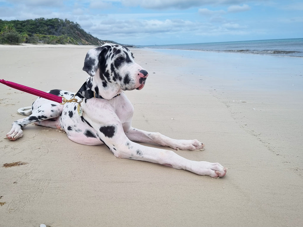 Dog Friendly Beaches in Toowoomba