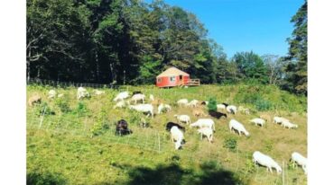 Family Farm Stays in Launceston