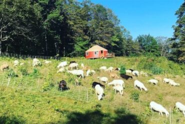 Family Farm Stays in Launceston