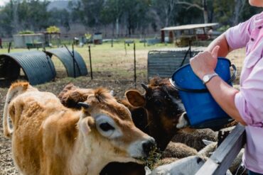 Family Farm Stays in Sunshine Coast