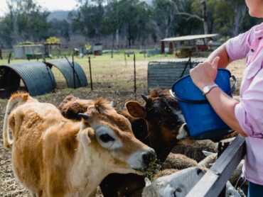 Family Farm Stays in Sunshine Coast