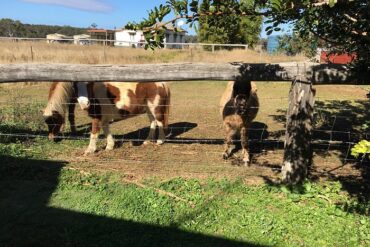 Family Farm Stays in Toowoomba