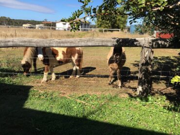 Family Farm Stays in Toowoomba