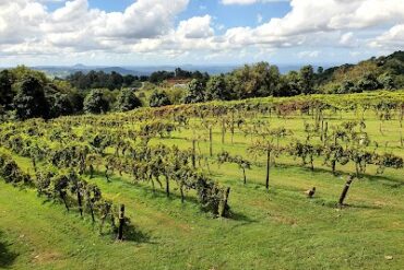 Flame Hill Vineyard Montville