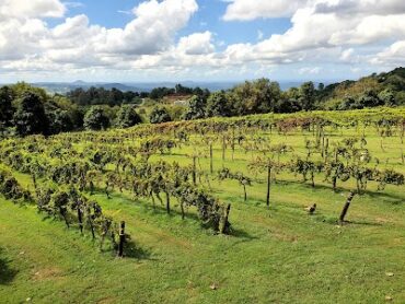 Flame Hill Vineyard Montville