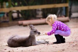 Free Attractions for Little Kids in Sunshine Coast