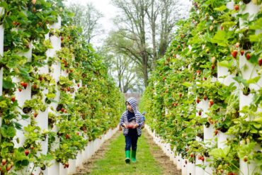 Fruit Picking for Kids in Ballarat