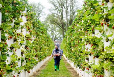 Fruit Picking for Kids in Ballarat