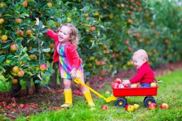 Fruit Picking for Kids in Brisbane