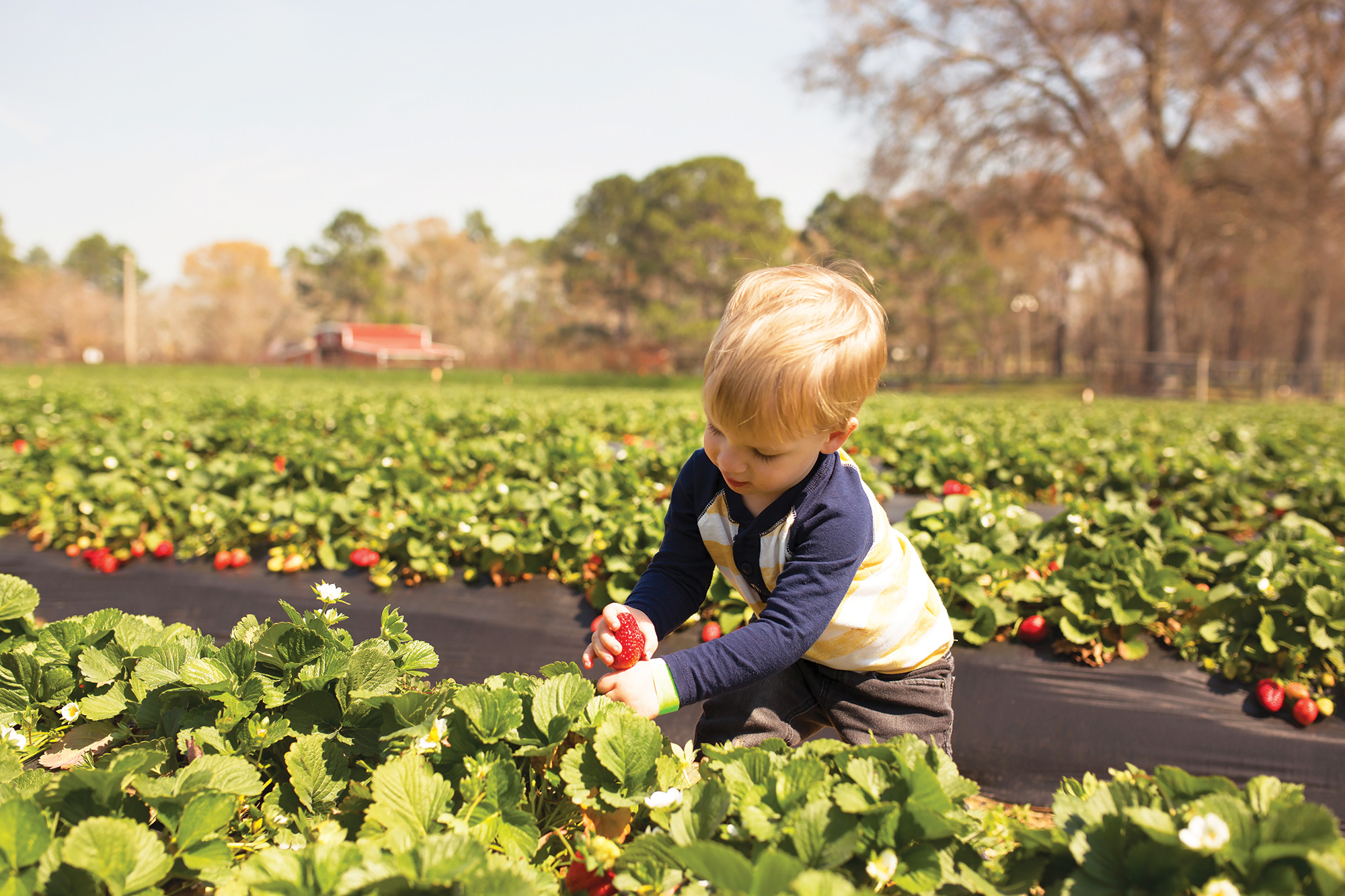 Fruit Picking for Kids in Geelong