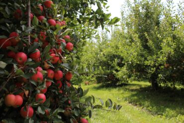 Fruit Picking for Kids in Hobart