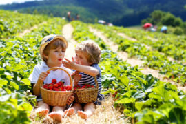 Fruit Picking for Kids in Launceston