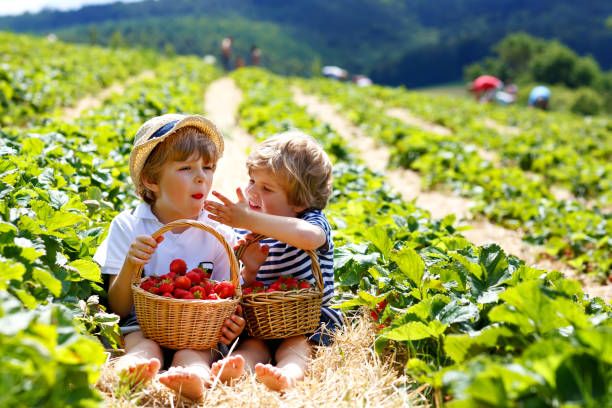 Fruit Picking for Kids in Launceston