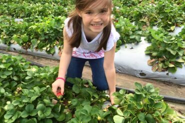 Fruit Picking for Kids in Melbourne