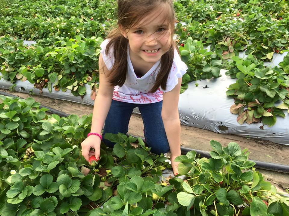 Fruit Picking for Kids in Melbourne