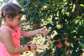 Fruit Picking for Kids in Townsville