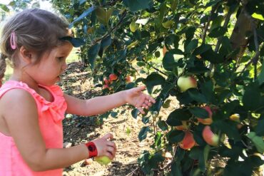 Fruit Picking for Kids in Townsville