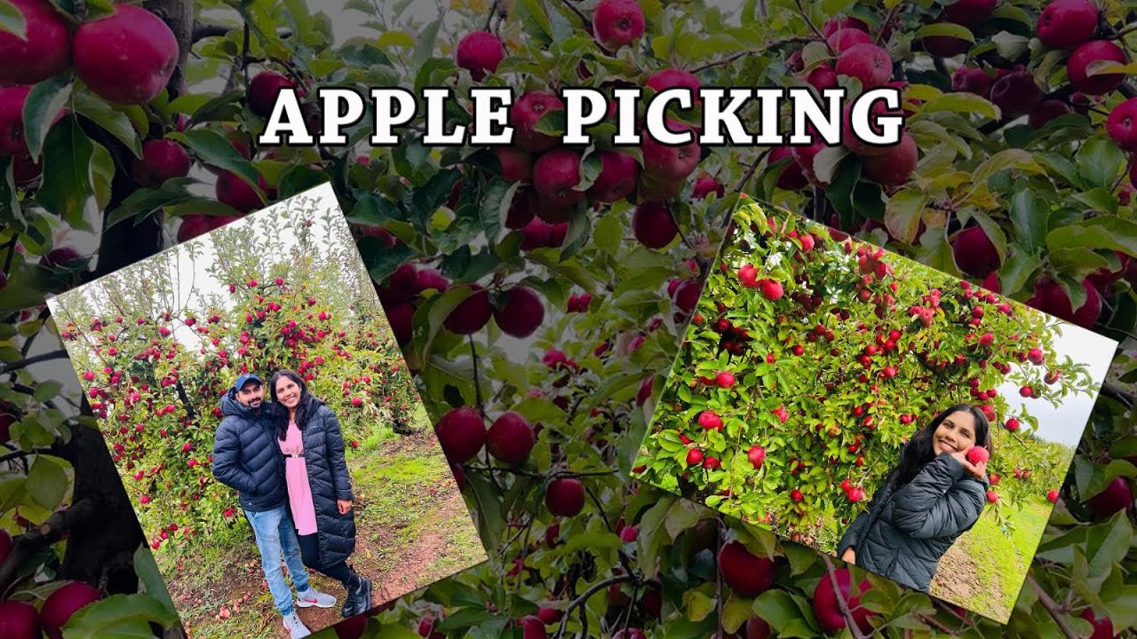 Fruit Picking in Albury-Wodonga