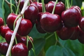 Fruit Picking in Ballarat